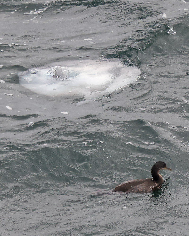 Ocean sunfish with shag